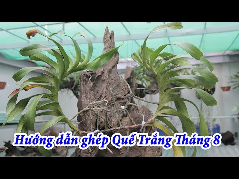 Hướng dẫn ghép Quế Trắng Tháng 8 trên lũa chuẩn cho lan phát triển | Foci