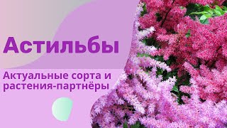 Астильбы - самые актуальные сорта и сочетания