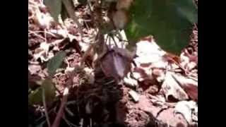 Plot Video pltvid Guj Sur Mul Dan 1023 P3 S2 30Oct12111151 V0