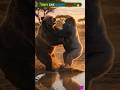 🦍🐻 Gorilla vs Bear… Who Wins? 😳#Shorts #GorillaVsBear #AnimalFight #WildlifeBattle #ViralShorts