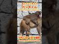 パンチくん【2026年4月12日撮影】おんぶしてもらうパンチくん #がんばれパンチ #punch #HangInTherePunch #市川市動植物園【Punch the monkey】N03