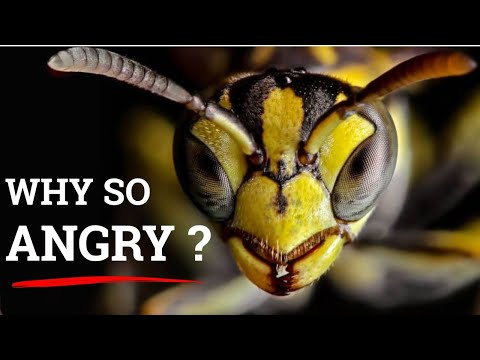 WARNING: This Is Why Yellow Jackets Are More Dangerous in the Fall