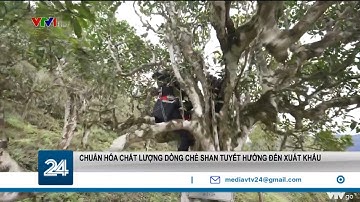 Chuẩn hoá chất lượng dòng chè Shan Tuyết hướng đến xuất khẩu | VTV24