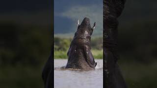 Hathi Nadi Mein Nahate Hue | Nature's Giant at Bath#Elephant #Hathi #trending #viral #ExploreNature