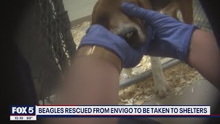 Beagles rescued from Envigo to be taken to shelters | FOX 5 DC