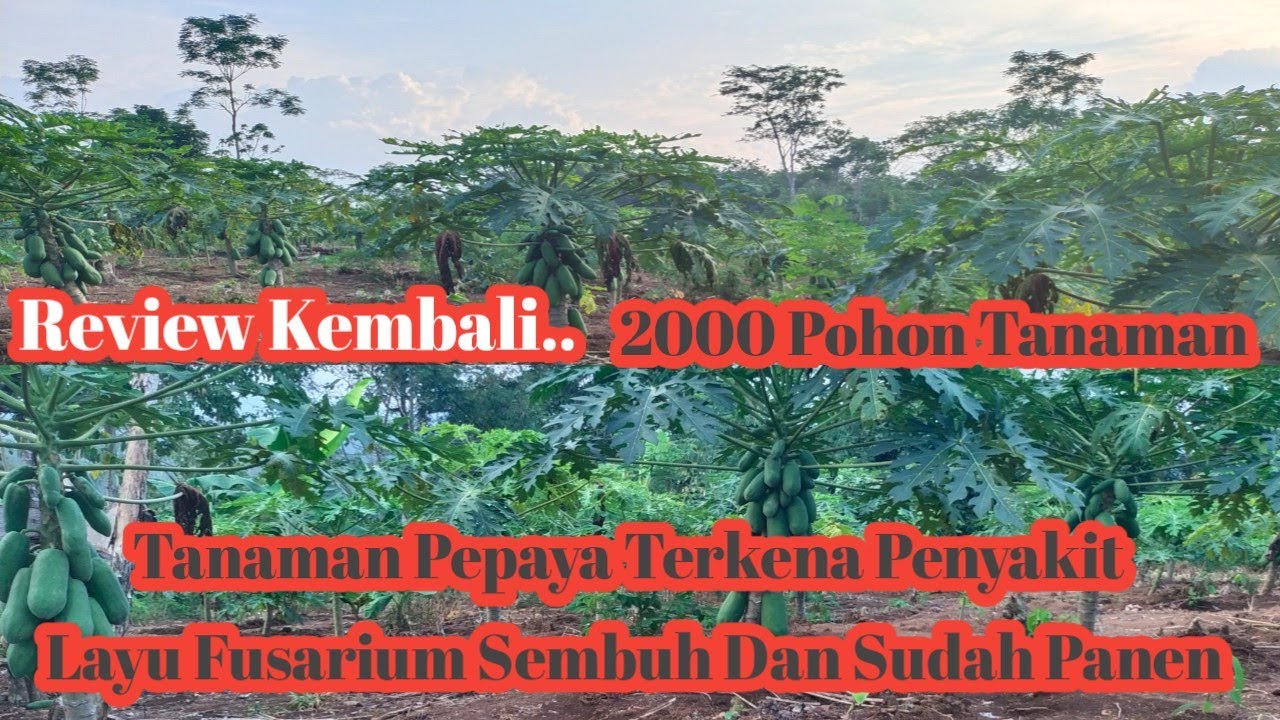 Review Tanaman Pepaya Terserang Penyakit Layu Fusarium Sembuh Dan Sudah Panen
