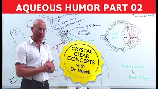 Aqueous Humor | Production, Circulation & Drainage part 2/2