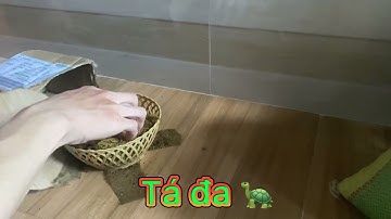 Vlog #2 | Đập hộp rùa Common x Flo