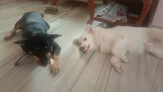 Kutkut And Gogos Eating Time