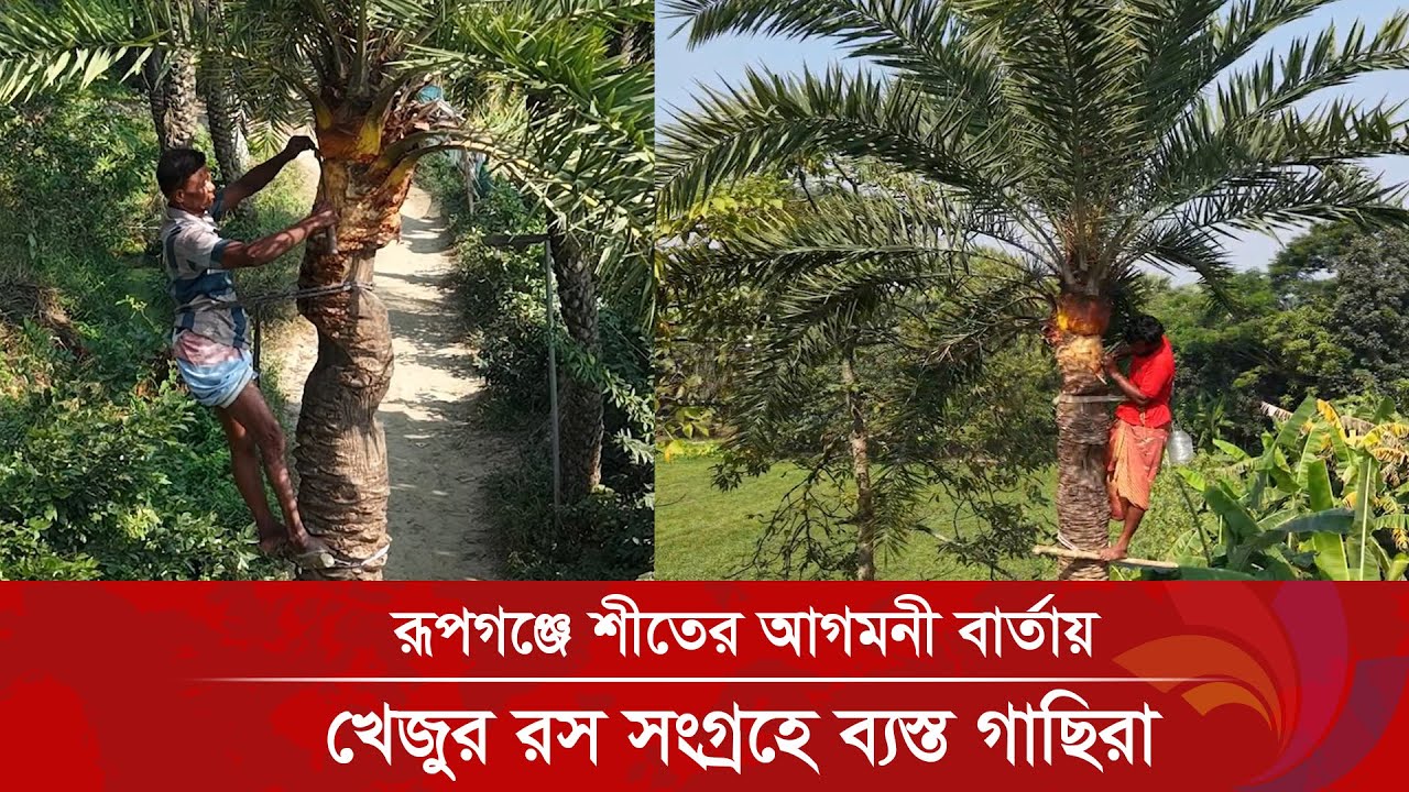 রূপগঞ্জে শীতের আগমনী বার্তায় খেজুর রস সংগ্রহে ব্যস্ত গাছিরা | Khejur Ros | Ananda Tv
