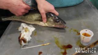 Tagging Three Walleye at Lake Oneida Fish Cultural Station