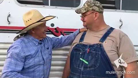 Mule and Donkey Saddles for Large Riders - Meet To...