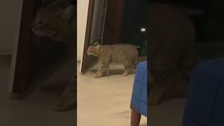 Просто Случайная Вечерняя Прогулка До