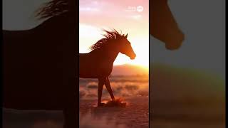 Sora 2 - a red horse