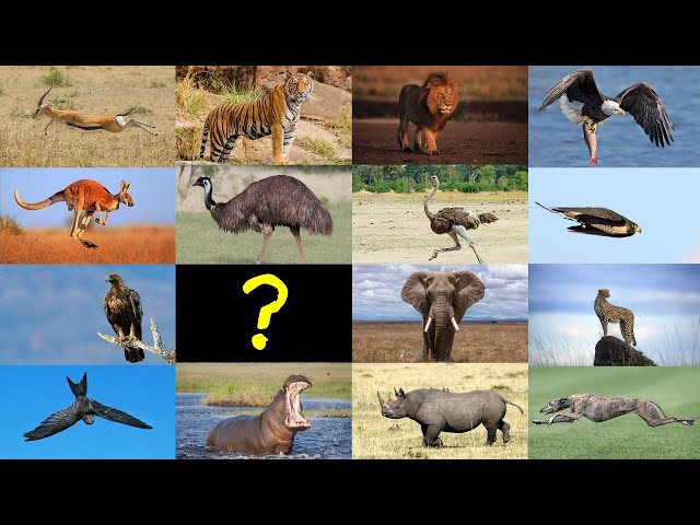Which Animal Is the Fastest in Each Group