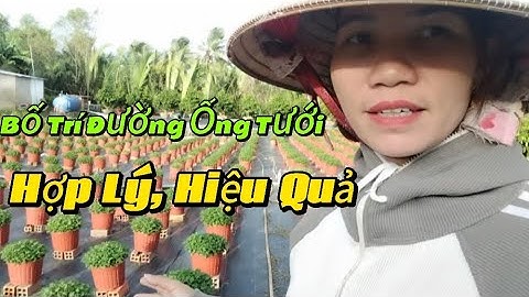Dùng NPK Sau Cơi Lần 4, Cúc Mâm Xôi Ra Chèo Mạnh, Mập  Cách Bố Trí Đường Ống Tưới Hợp Lý, Hiệu Quả