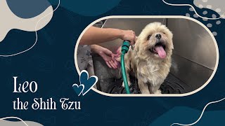 Leo the Shih Tzu Gets a Complete Makeover! by Zane's Pet Spa 71 views 6 months ago 3 minutes, 56 seconds