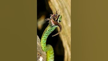 Rắn cườm có nguy hiểm không ? | @thegioiran