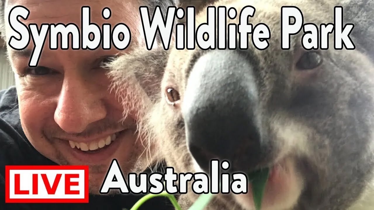 🔴 Live - Koala Experience At The Symbio Wildlife Park - Australia - YouTube