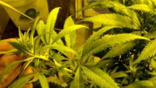 low stress trained white widow