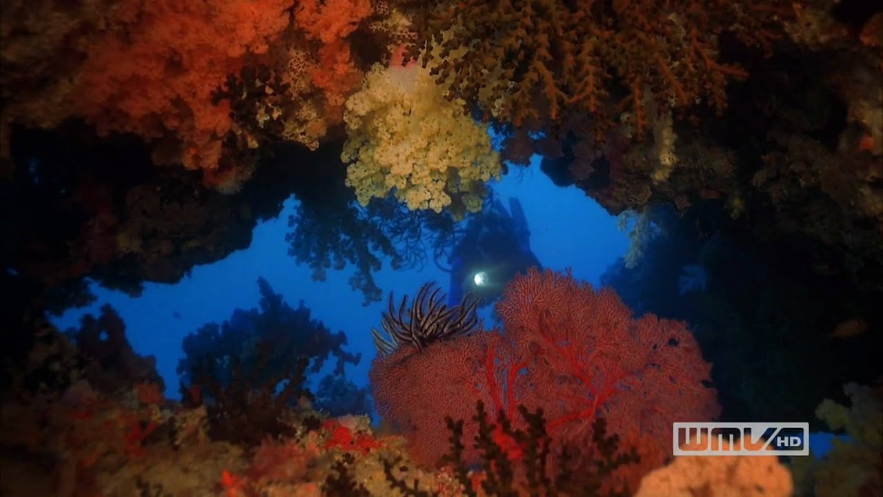 Coral_Reef_Adventure_1080.wmv YouTube