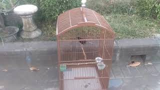 Cara extreme penjinakan murai muda hutan dalam sebulan. DIJAMIN JINAK