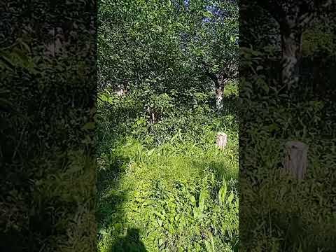 артик и асти музофон