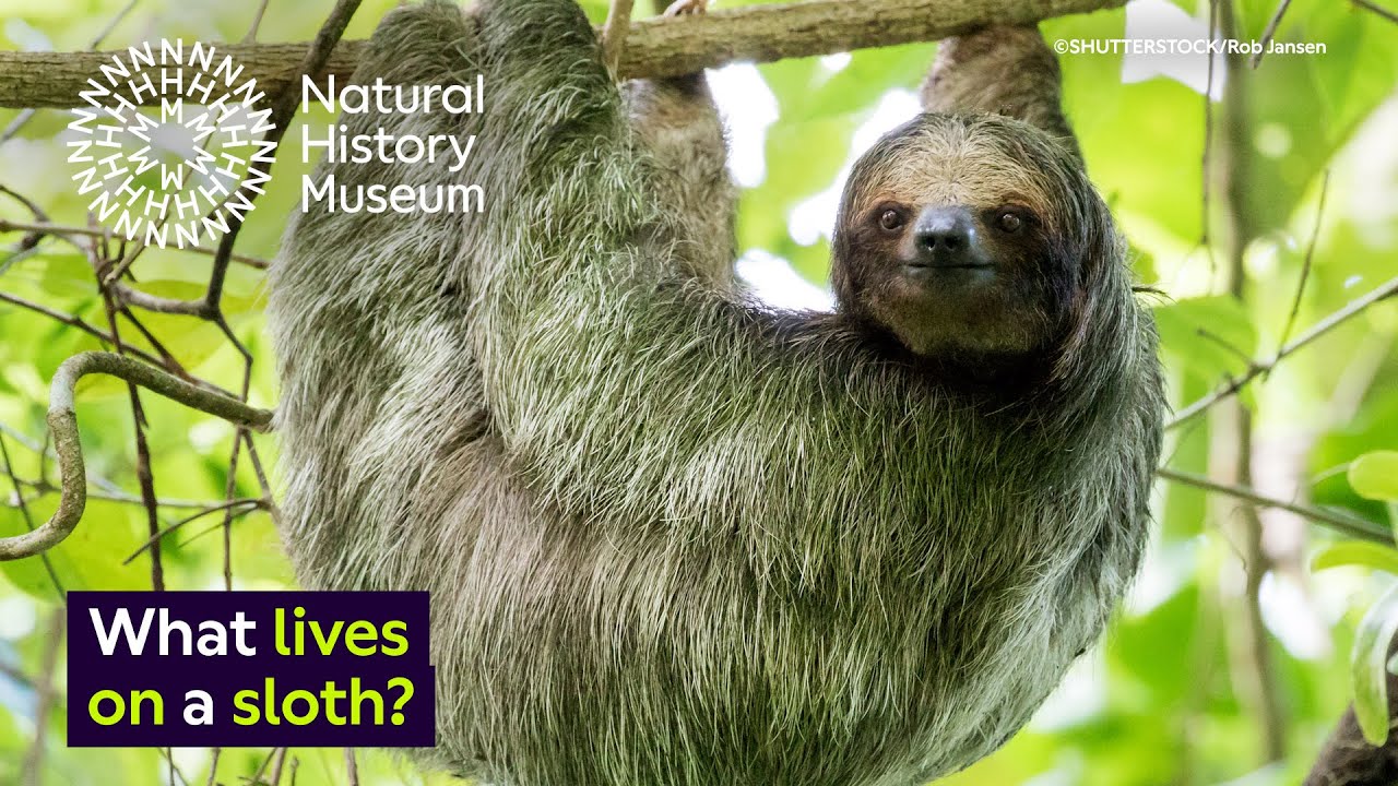 Why Does Algae Grow On Sloths Surprising Science YouTube Why Does Algae Grow On Sloths Surprising Science YouTube