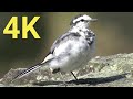 [かわいい野鳥を4K撮影]_ハクセキレイ / White Wagtail_[BIRD VIDEO in 4K]