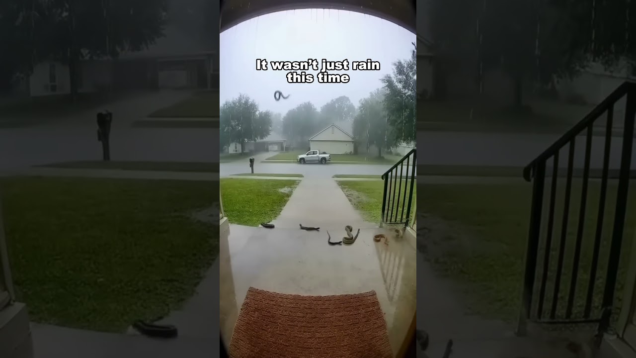 🐍 IT WASN’T JUST RAIN FALLING… | RAIN OF SNAKES 😳  