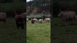 PARIDERA DE OVEJAS #maquinariaalimentaria #agriculturaregenerativa #agricultura #automobile #vaca