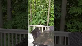 30546 Knighton Dirve - Woods in Spring/Summer