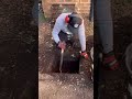 Massive Root Ball Extraction #satisfying #landscaping
