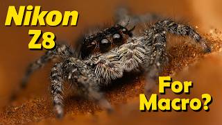 Macro on a Nikon Z8 - how does the Nikon Z8 stack up to the competition for macro photography