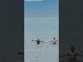 Big shark attack scary shark shorts