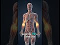 The Hidden Effects of Sitting Too Much (Explained Visually)