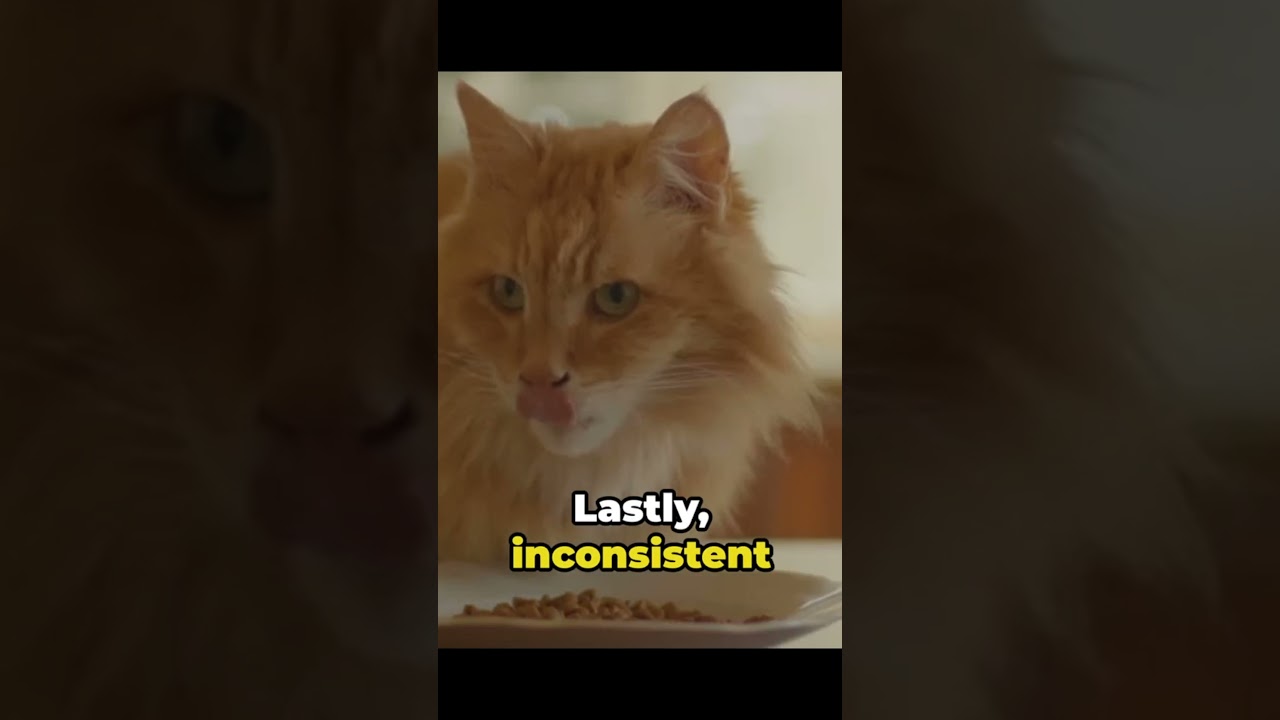 Feline Frustration: Why Your Cat Hates You & Why It Matters  