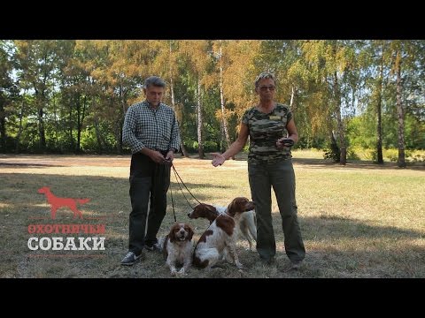 Охотничьи собаки. 1 серия. Эпаньол бретон