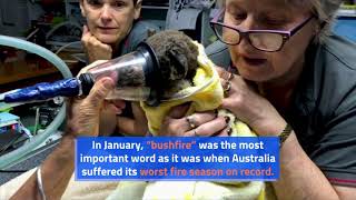 Oxford Dictionary Names Multiple 'Words of an Unprecedented Year’