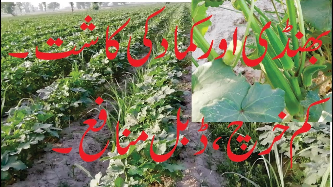 How To Grow Okra Lady Finger Bhindi From Seed with Sugarcan Urdu