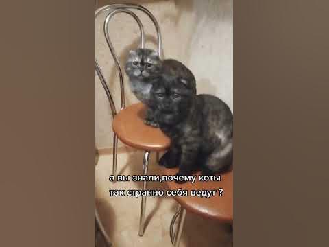 два кота - YouTube