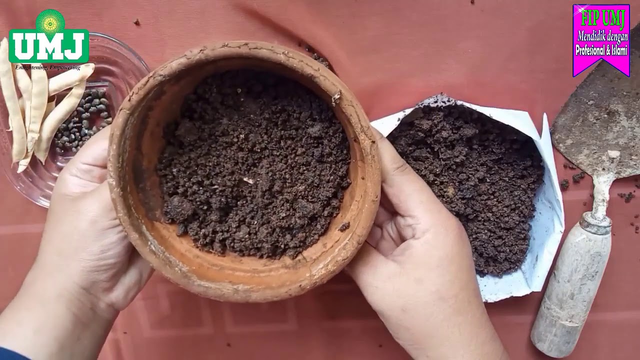 Budidaya dan Pemanfaatan Bunga Telang (FIP UMJ) 