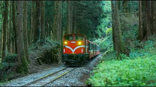 阿里山火車| 百年經典路線！帶你感受不一樣的森林鐵道 