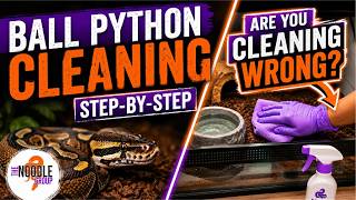 How to Clean a Ball Python Enclosure | Cleaning & Sanitation Routine