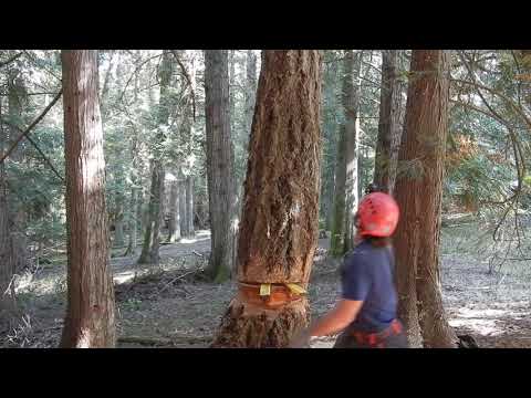 Felling a Dead 110' Doug Fir Between Tall Cedars - YouTube