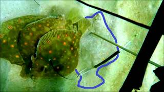 Spring spearfishing for Plaice in North Wales - flatfish tips and tactics