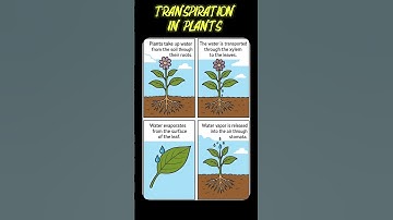 🌿Transpiration in Plants 🌿 Explained Fast #shorts #unfilteredclasses #biology