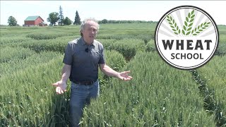 Wheat School: Doing the math on 2021 straw value