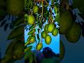 Amla Shorts Hindisong Song Amla Shorts Hindisong Song