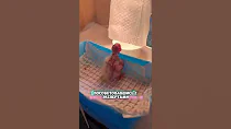 Смогла спасти птенца 😮